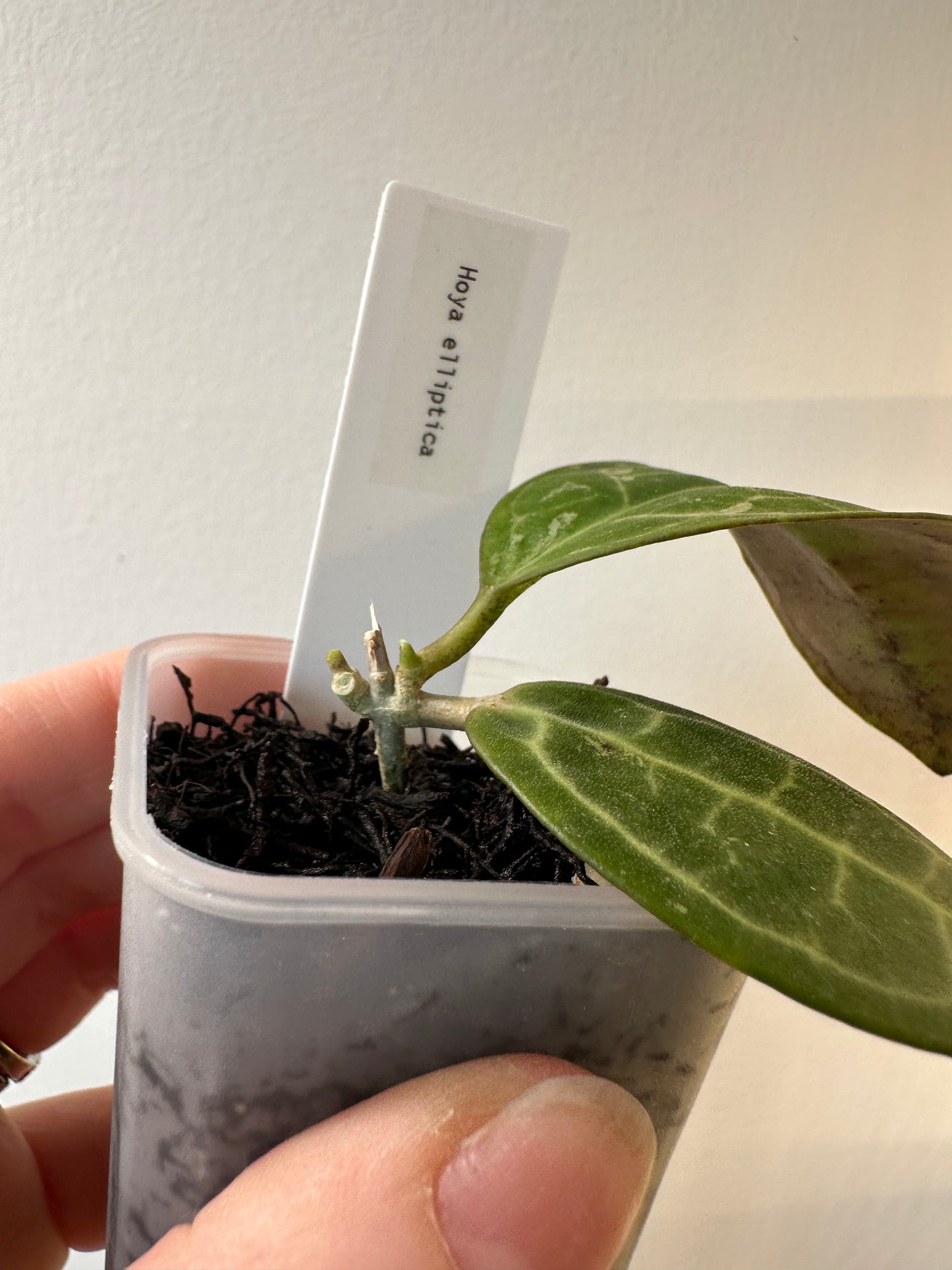 Hoya elliptica | 2 inch