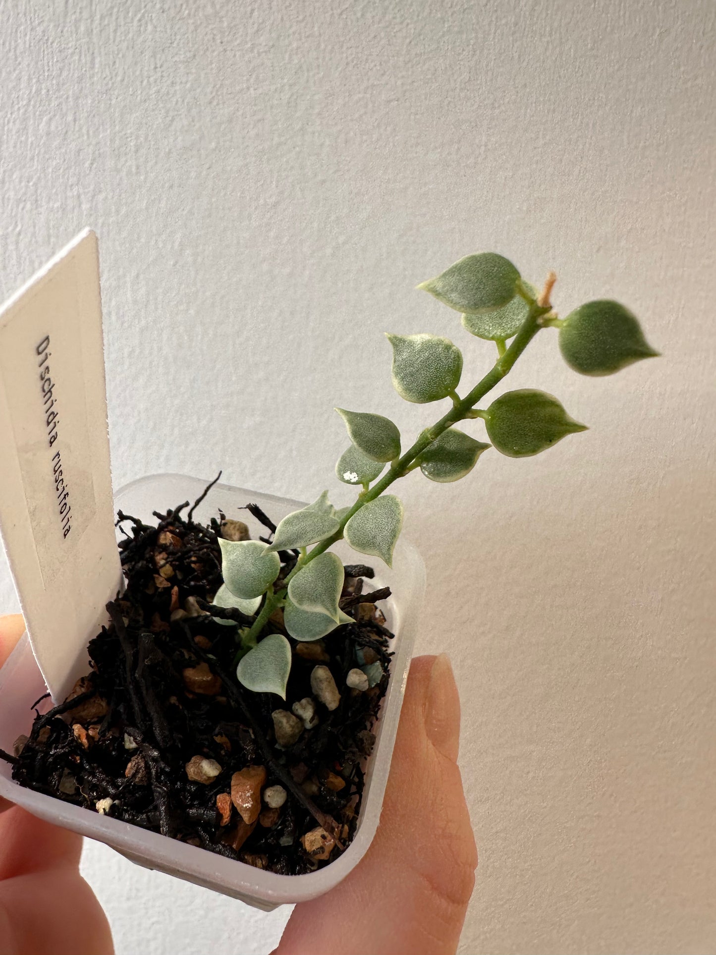 Dischidia ruscifolia (variegated) | 2 inch