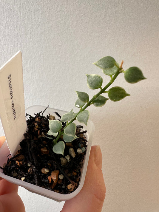 Dischidia ruscifolia (variegated) | 2 inch