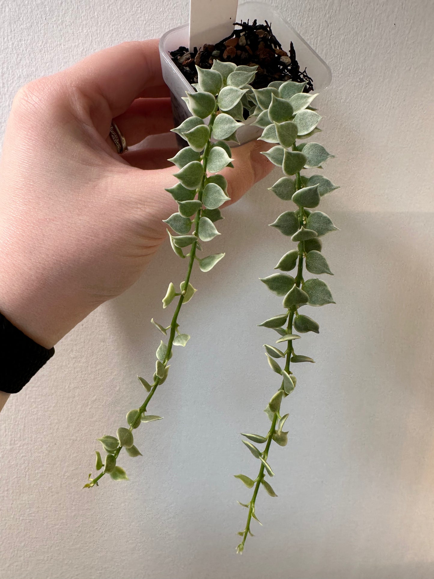 Dischidia ruscifolia (variegated) | 2 inch