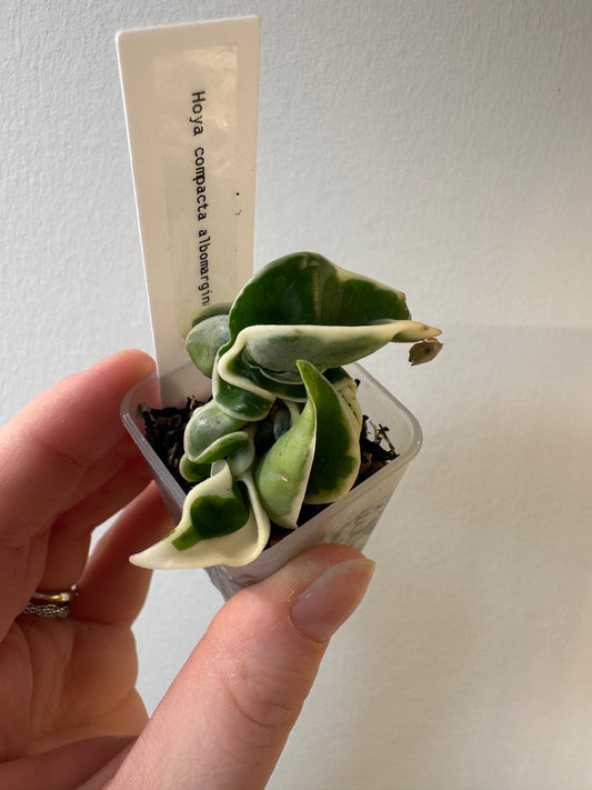 Hoya compacta albomarginata | 1.5 inch
