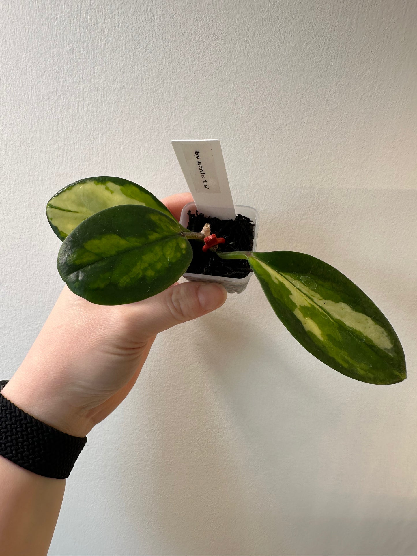 Hoya australis 'Lisa' | 1.5 inch