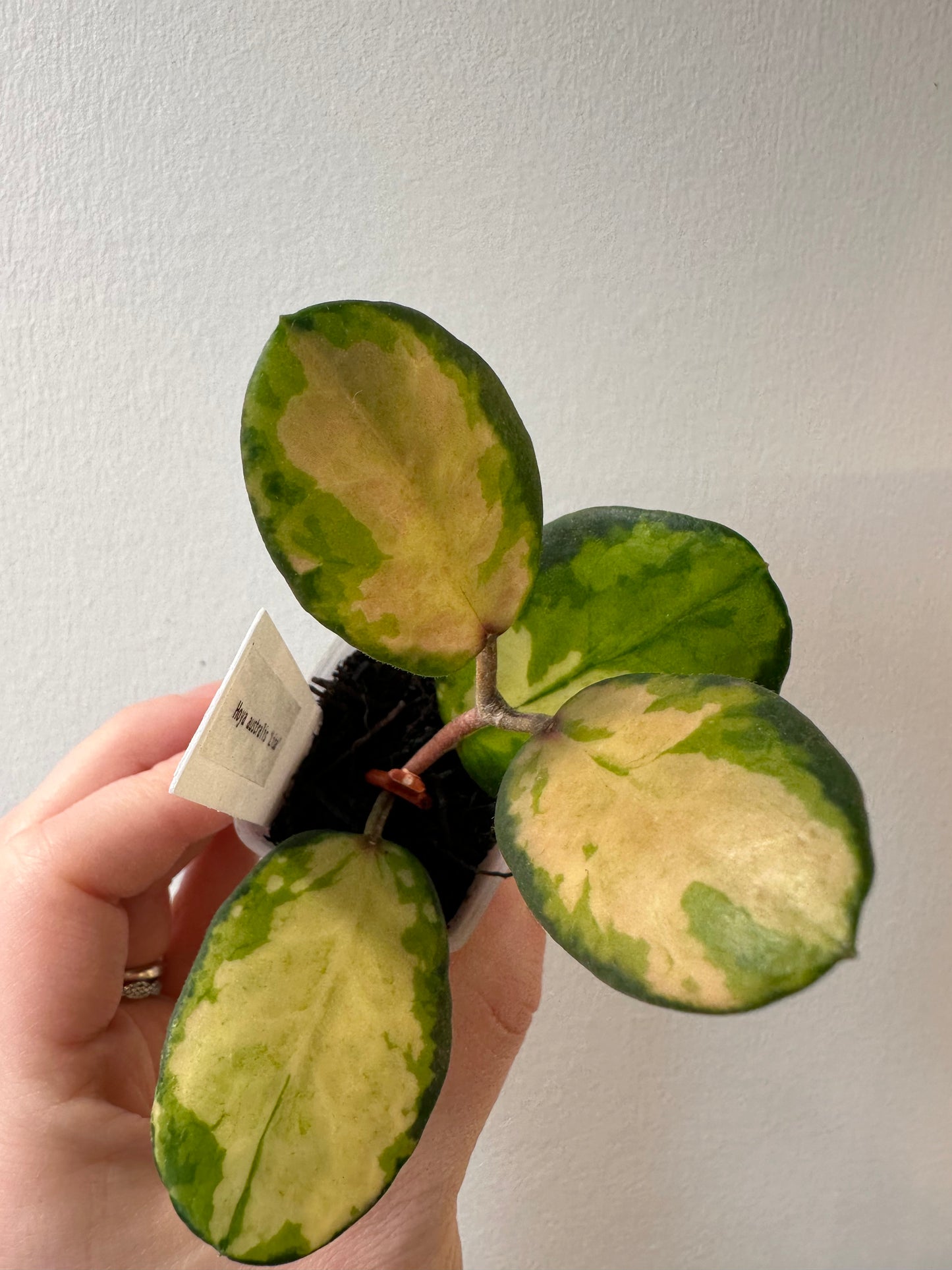 Hoya australis 'Lisa' | 1.5 inch