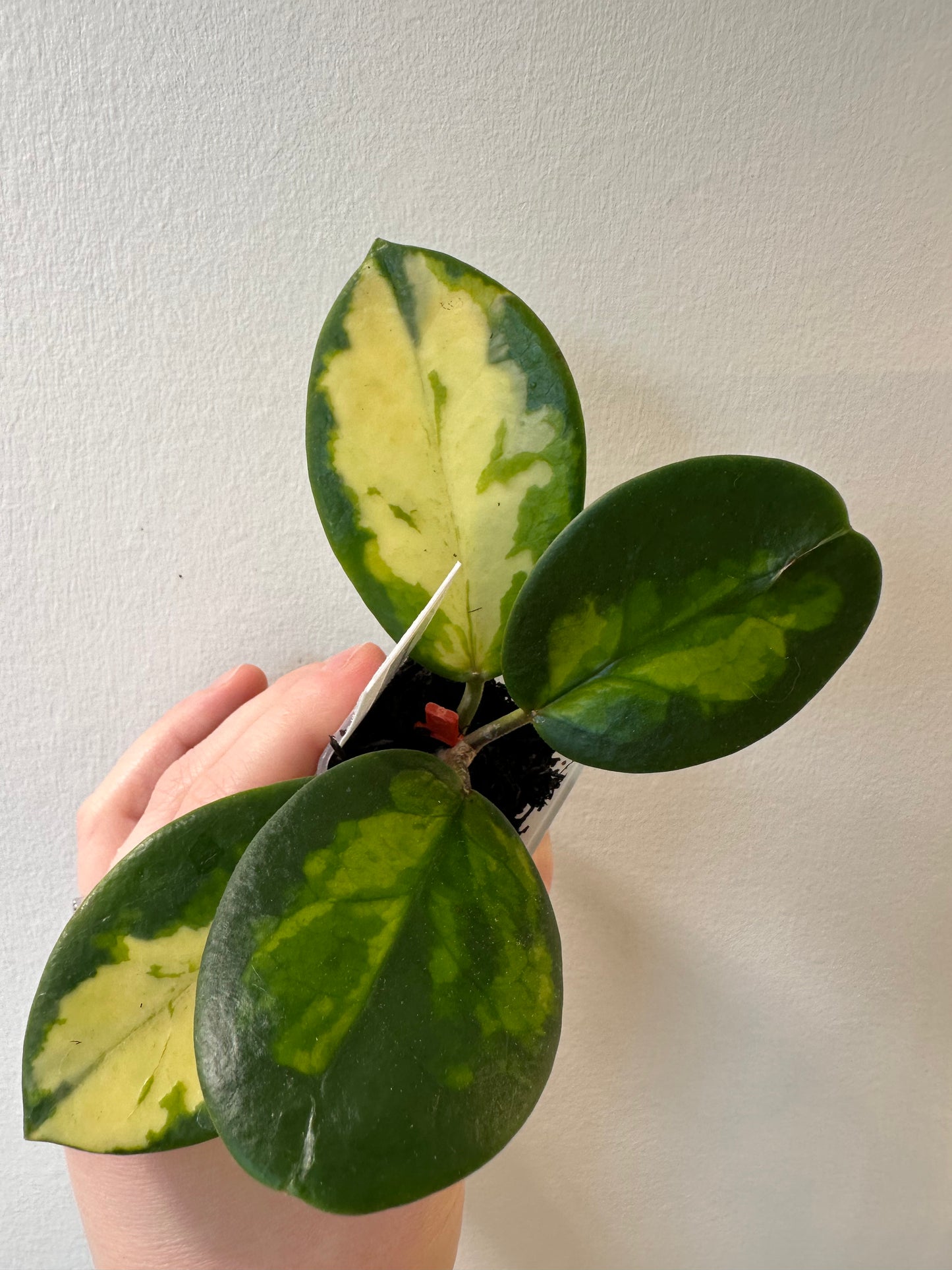 Hoya australis 'Lisa' | 1.5 inch