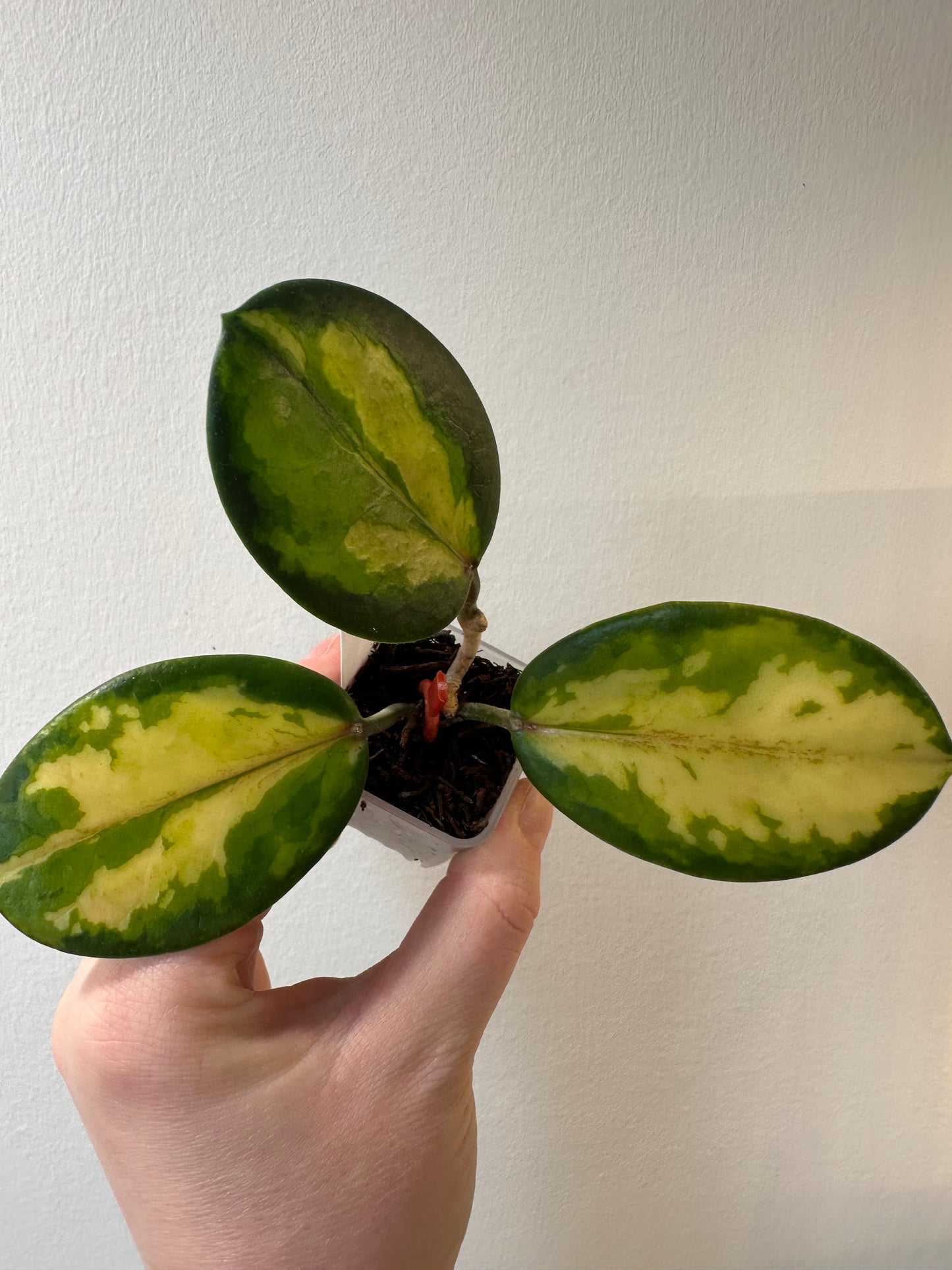 Hoya australis 'Lisa' | 1.5 inch