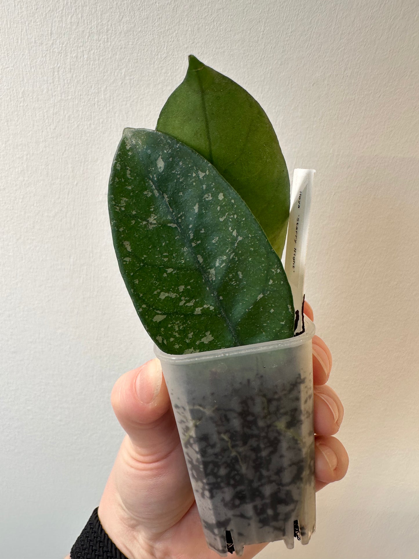 Hoya 'Starry Night' | 2 inch