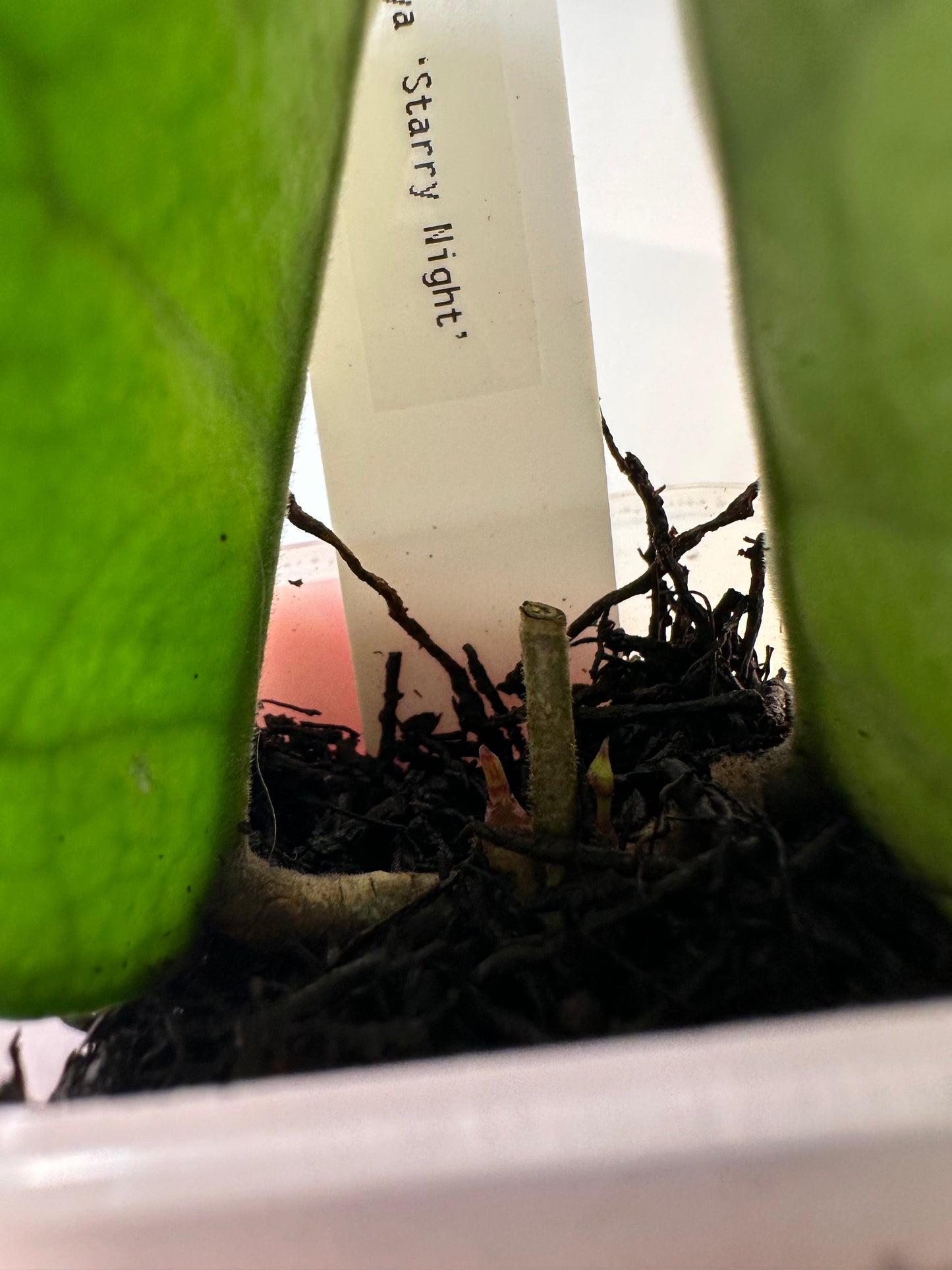 Hoya 'Starry Night' | 2 inch
