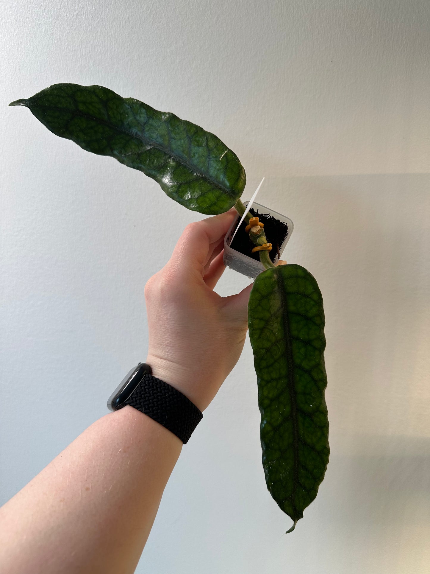 Hoya globulosa | 1.5 inch