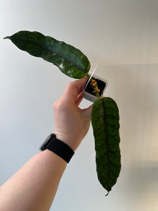 Hoya globulosa | 1.5 inch
