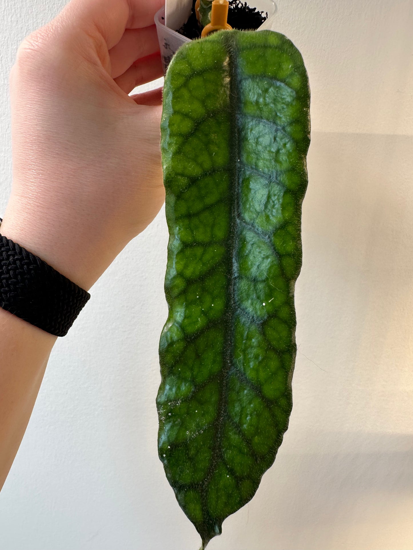 Hoya globulosa | 1.5 inch