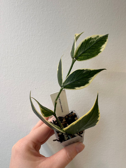 Hoya polyneura albomarginata | 1.5 inch