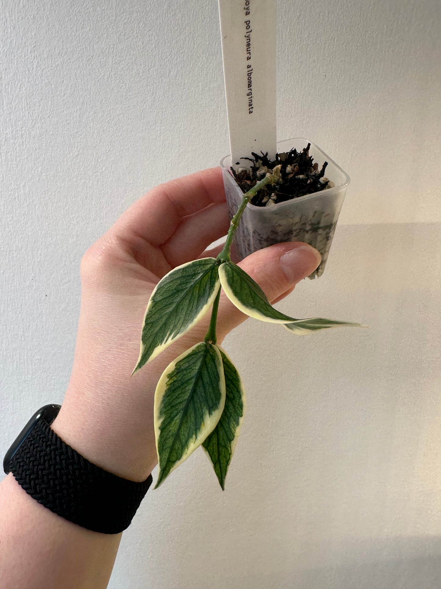 Hoya polyneura albomarginata | 1.5 inch