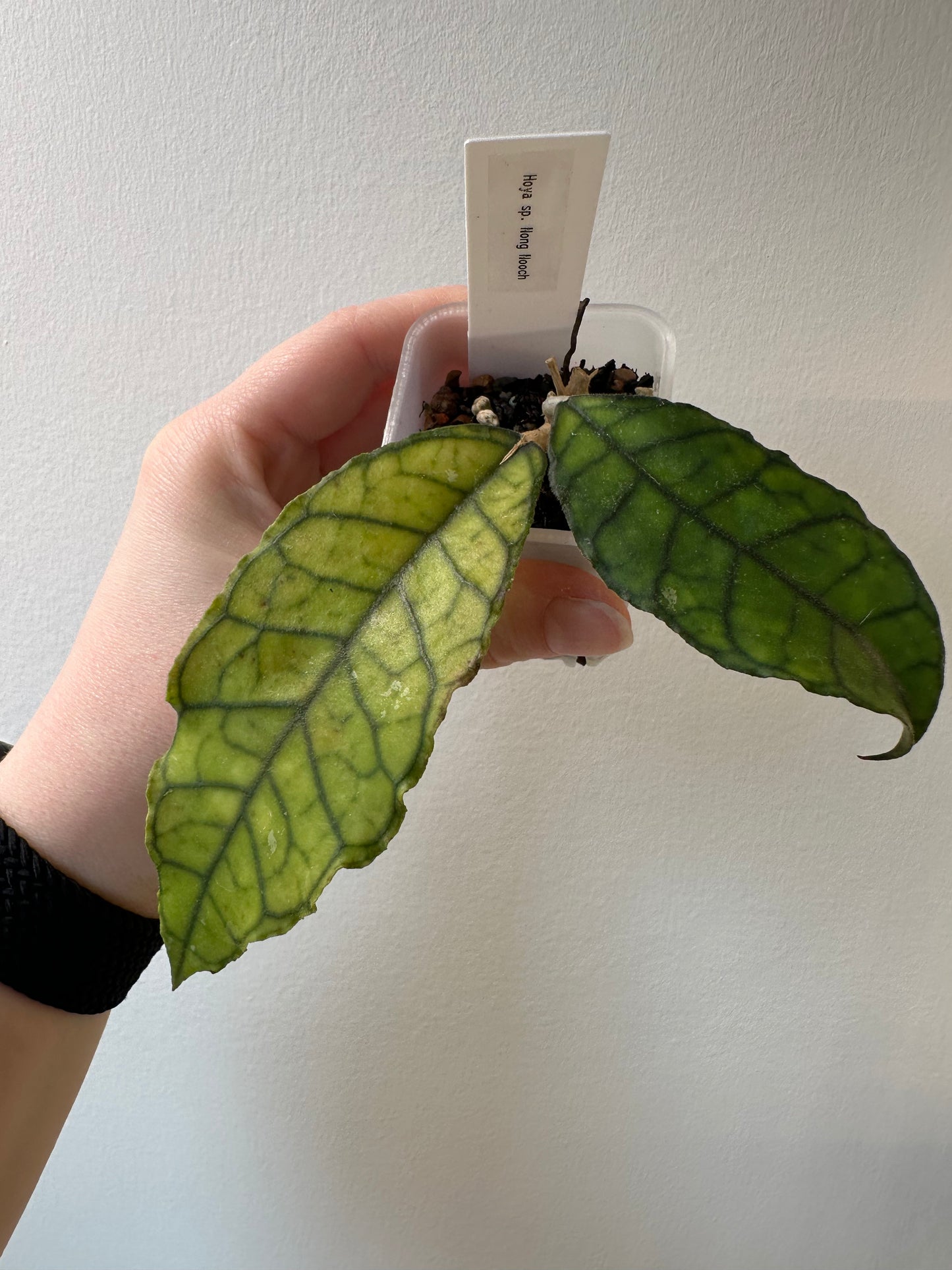 Hoya sp. Nong Nooch | 2 inch