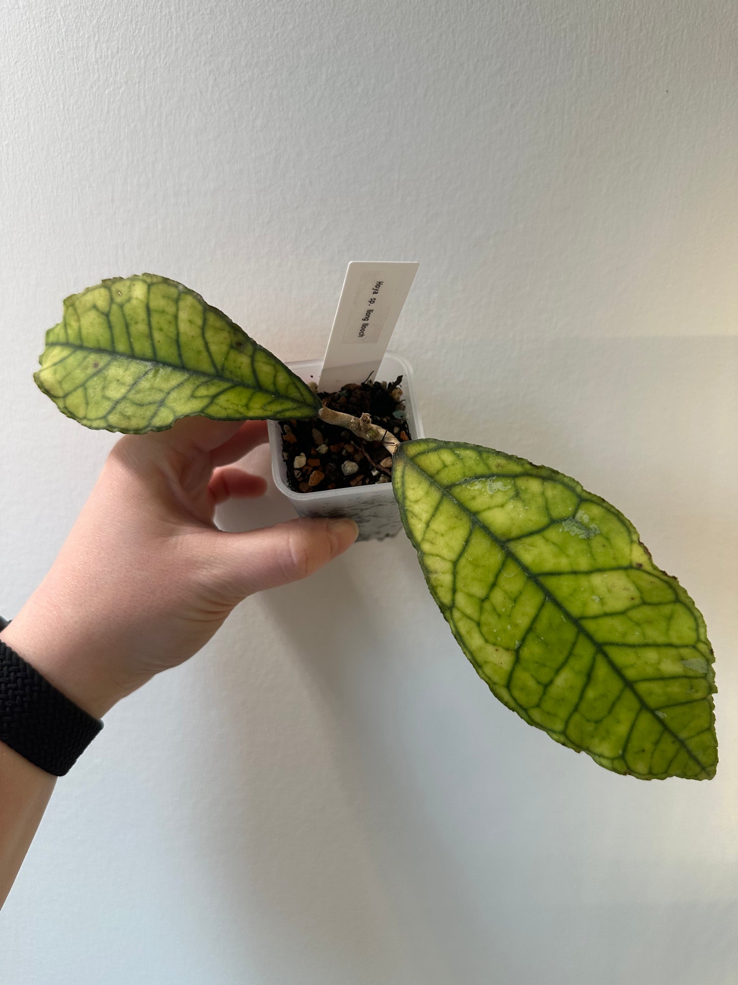 Hoya sp. Nong Nooch | 2 inch