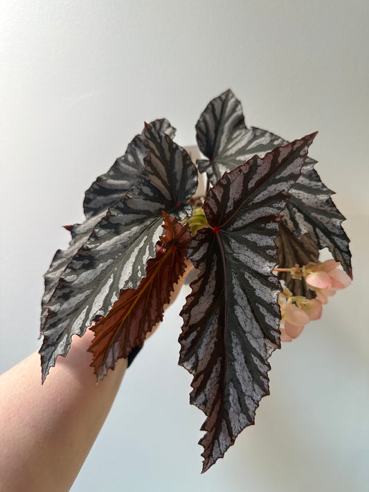 Begonia 'Guy Savard' | 3 inch