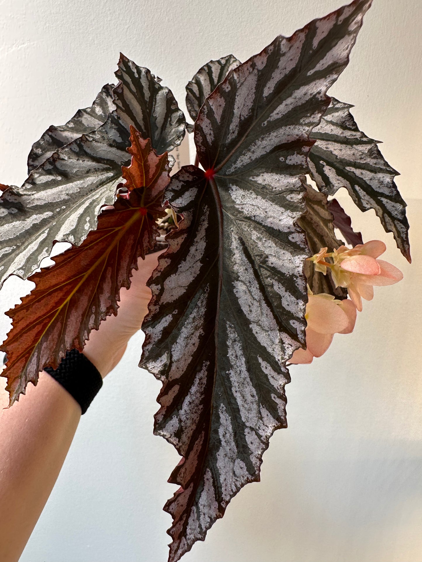 Begonia 'Guy Savard' | 3 inch