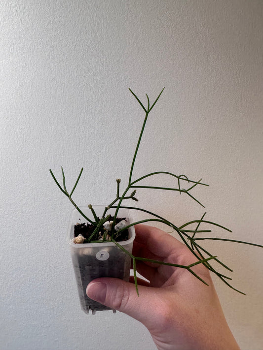 Rhipsalis cereuscula | 2 inch