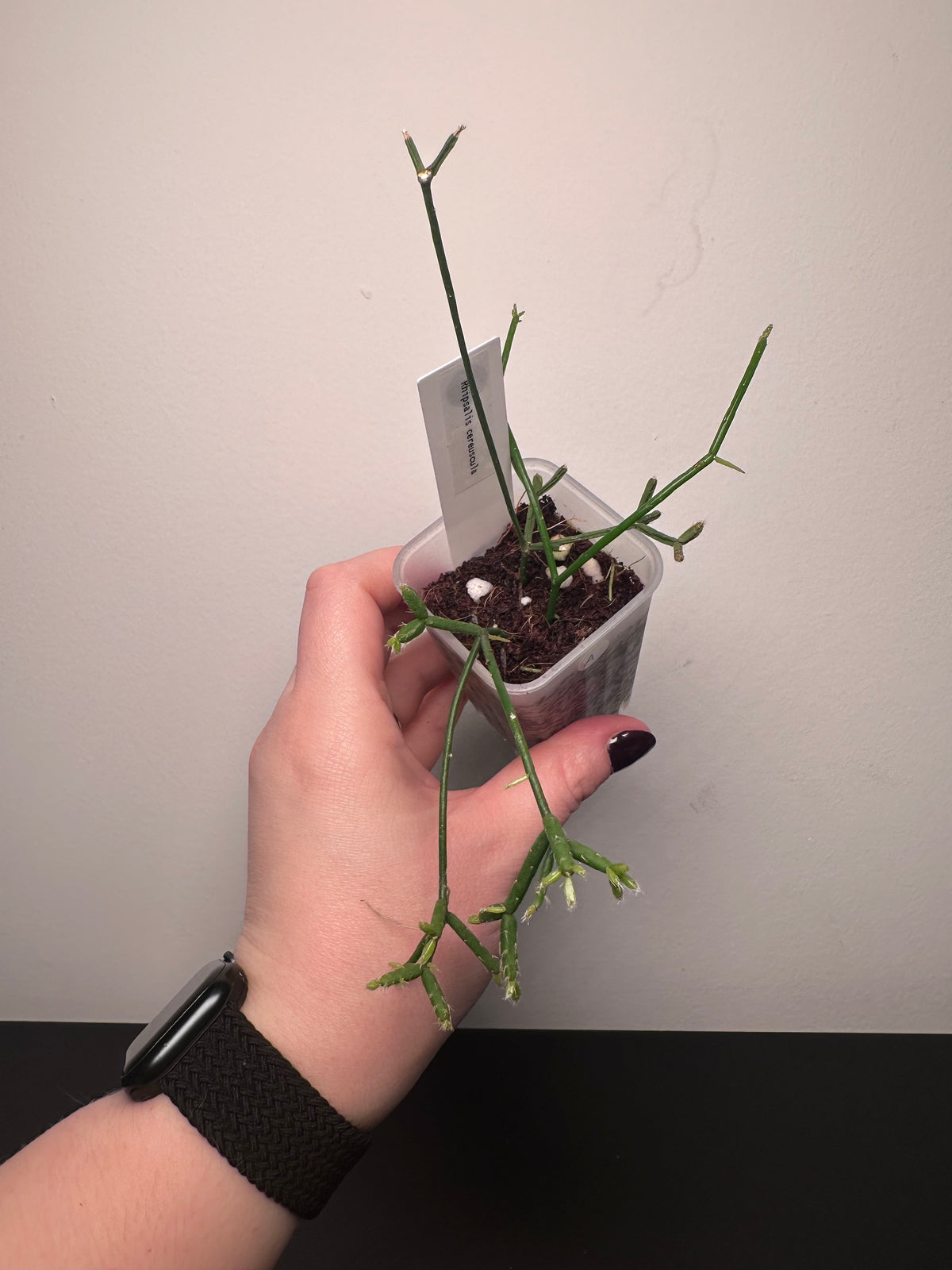 Rhipsalis cereuscula | 2 inch