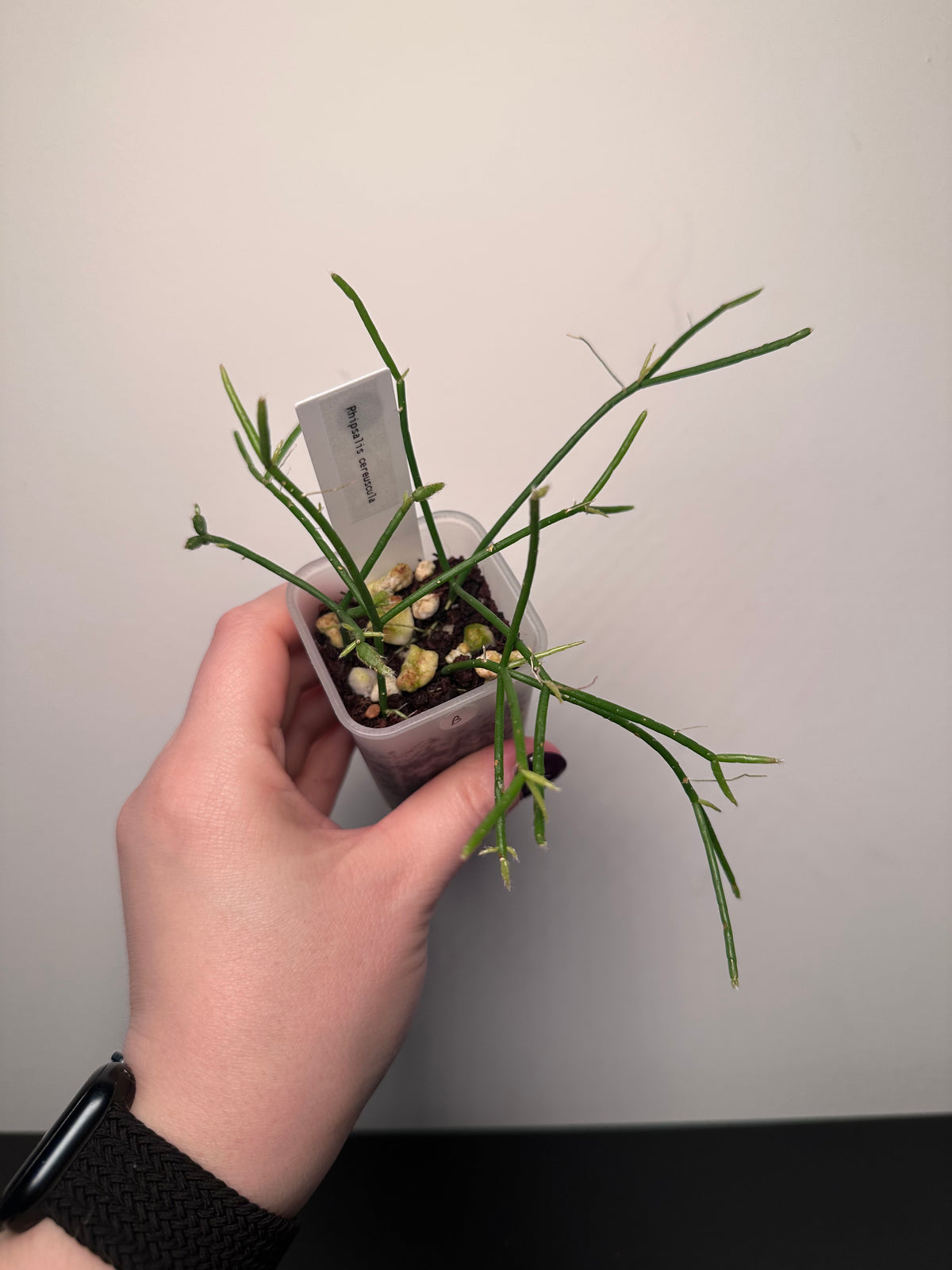 Rhipsalis cereuscula | 2 inch