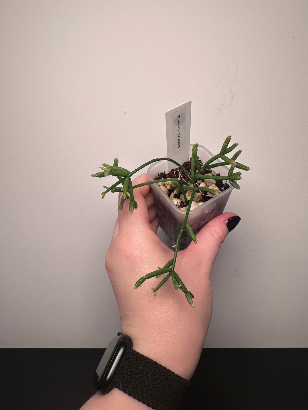 Rhipsalis cereuscula | 2 inch
