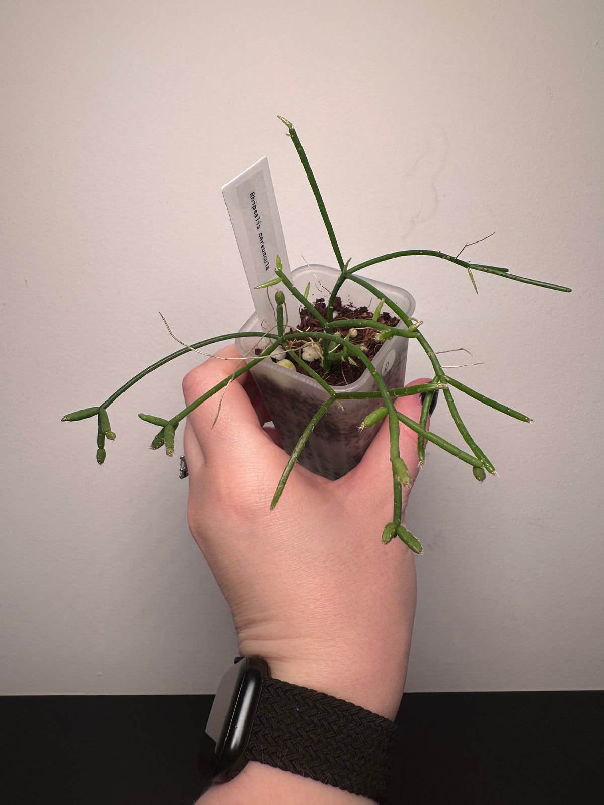 Rhipsalis cereuscula | 2 inch