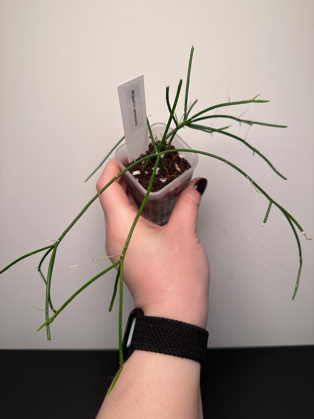 Rhipsalis cereuscula | 2 inch